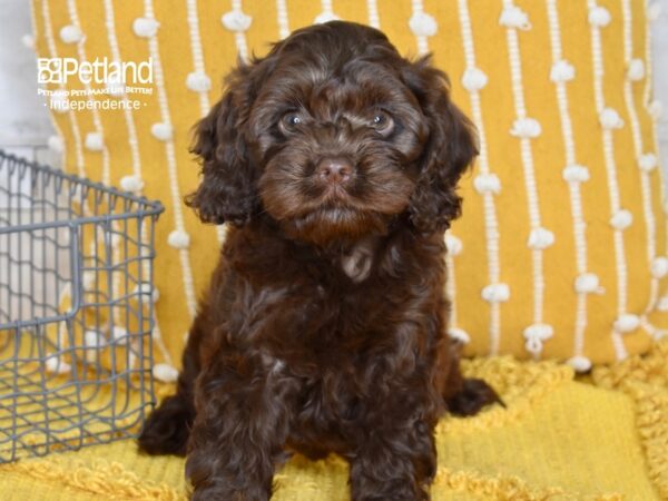 Cockapoo-Dog-Female-Chocolate-5098-Petland Lee's Summit, MO