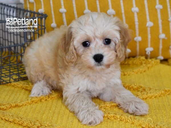 Cockapoo 2nd Generation-Dog-Female-Apricot-5095-Petland Lee's Summit, MO