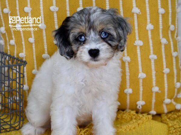Cockapoo 2nd Generation-DOG-Female-Blue Merle & White-5096-Petland Lee's Summit, MO