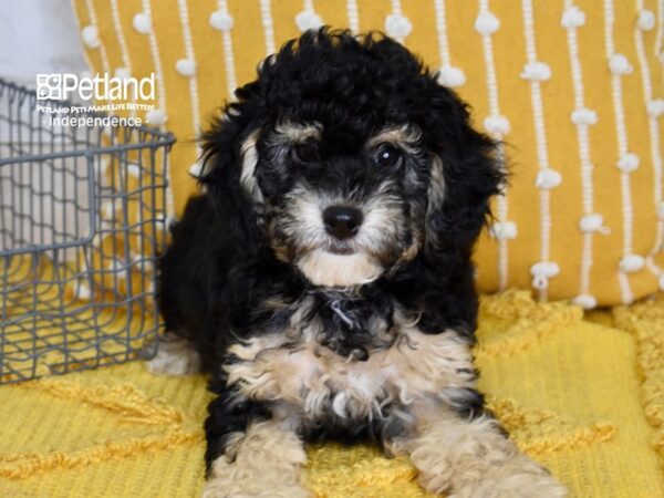 Cockapoo 2nd Generation-DOG-Female-Tri-5072-Petland Lee's Summit, MO
