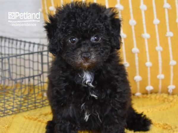 Bichon-Poo-DOG-Female-Black-5117-Petland Lee's Summit, MO