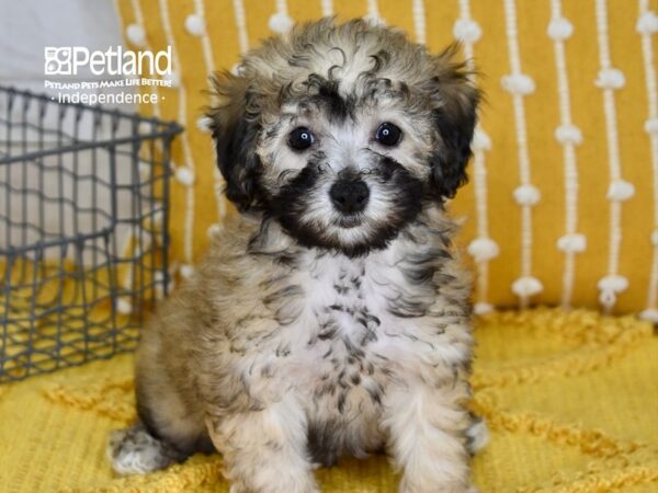 Bichon-Poo-DOG-Female-Sable-5118-Petland Lee's Summit, MO