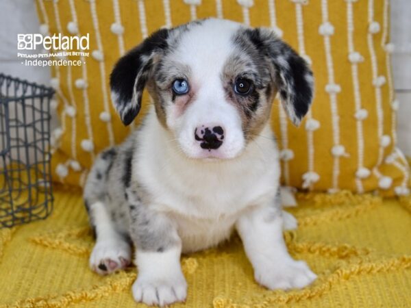 Cardigan Welsh Corgi-DOG-Female-Blue Merle-5113-Petland Lee's Summit, MO