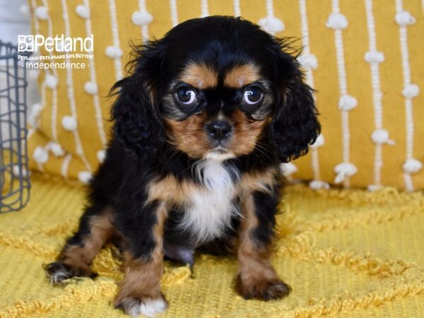 Cavalier King Charles Spaniel-DOG-Male-Black & Tan-5106-Petland Lee's Summit, MO