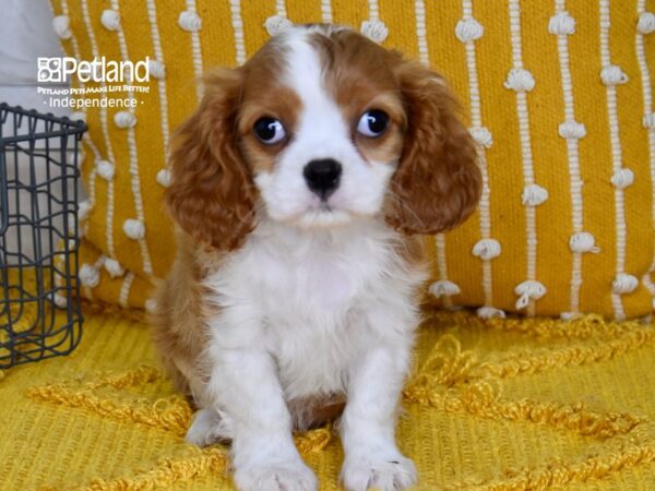 Cavalier King Charles Spaniel-DOG-Female-Blenheim-5107-Petland Lee's Summit, MO