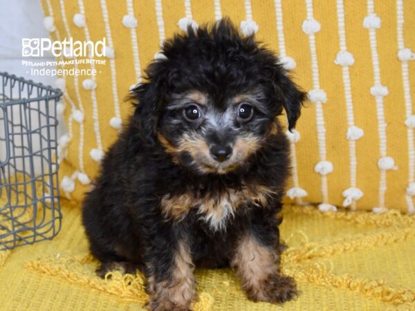 Miniature Aussiedoodle-DOG-Male-Black & Tan-5103-Petland Lee's Summit, MO
