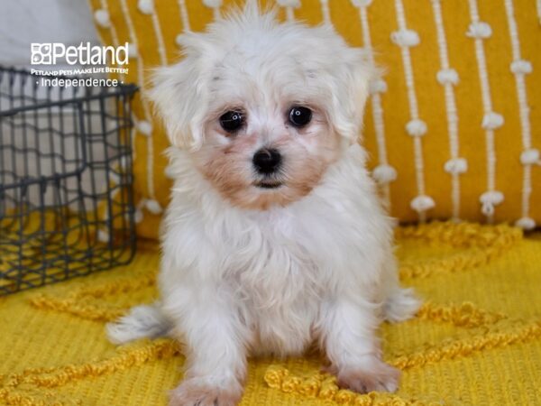 Mal-Shi-DOG-Female-White-5101-Petland Lee's Summit, MO