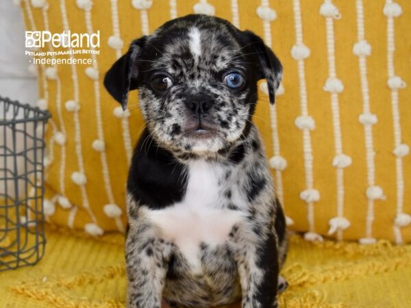 Miniature Bulldog-DOG-Female-Brindle-5109-Petland Lee's Summit, MO