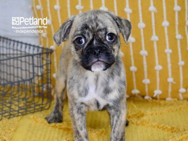 Miniature Bulldog-DOG-Male-Brindle-5108-Petland Lee's Summit, MO