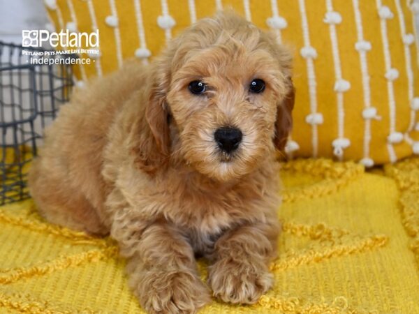 Miniature Goldendoodle 2nd Gen-Dog-Male-Golden-5115-Petland Lee's Summit, MO