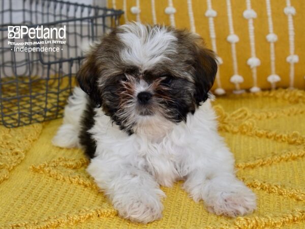 Shih Tzu-DOG-Female-Sable & White-5102-Petland Lee's Summit, MO