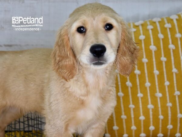 Golden Retriever-DOG-Female-Golden-5119-Petland Lee's Summit, MO