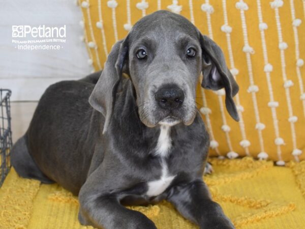 Great Dane-DOG-Female-Blue-5120-Petland Lee's Summit, MO