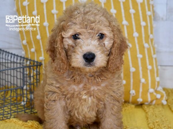 Miniature Goldendoodle 2nd Gen-DOG-Male-Golden-5125-Petland Lee's Summit, MO