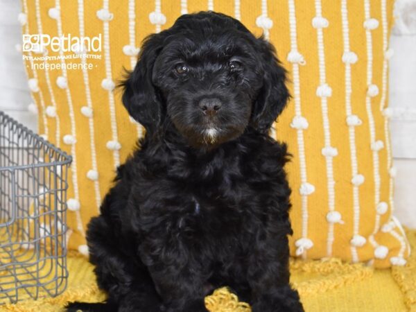 Miniature Goldendoodle 2nd Gen-Dog-Female-Black-5126-Petland Lee's Summit, MO