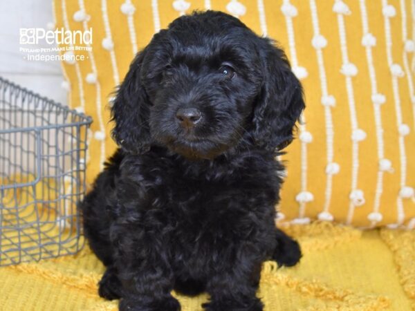 Miniature Goldendoodle 2nd Gen-DOG-Female-Black-5127-Petland Lee's Summit, MO