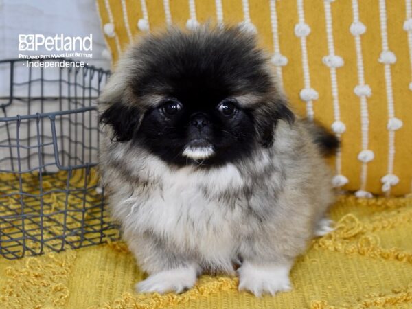 Pekingese-DOG-Female-Fawn Sable-5121-Petland Lee's Summit, MO