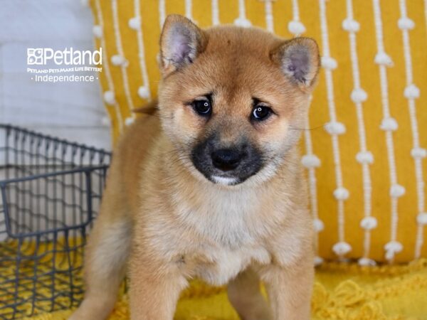 Shiba Inu-DOG-Female-Red-5122-Petland Lee's Summit, MO