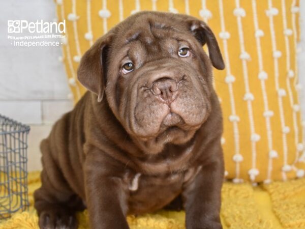 Bull-Pei-DOG-Male-Chocolate-5138-Petland Lee's Summit, MO