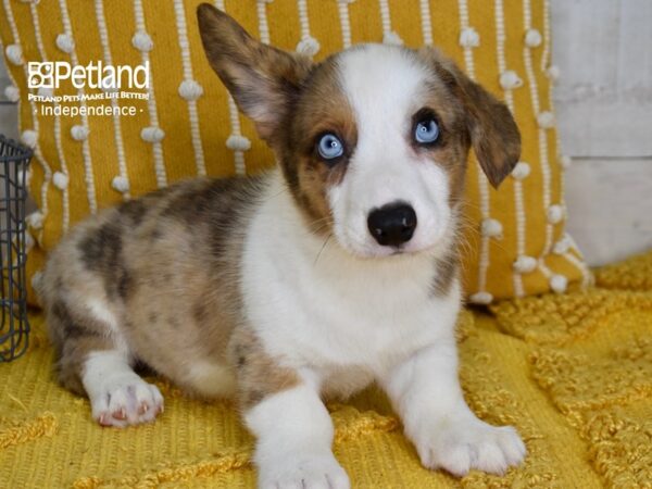 Cardigan Welsh Corgi-DOG-Male-Red Merle & White-5136-Petland Lee's Summit, MO