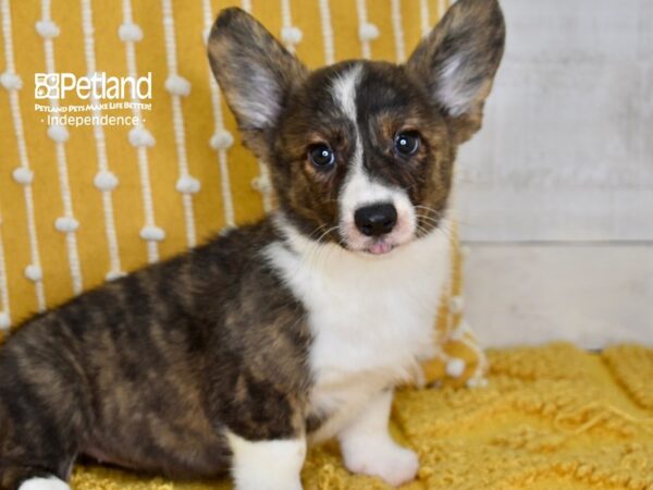 Cardigan Welsh Corgi-DOG-Female-Brindle & White-5137-Petland Lee's Summit, MO