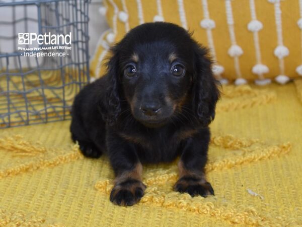 Dachshund-DOG-Male-Black & Tan, Long Haired-5144-Petland Lee's Summit, MO
