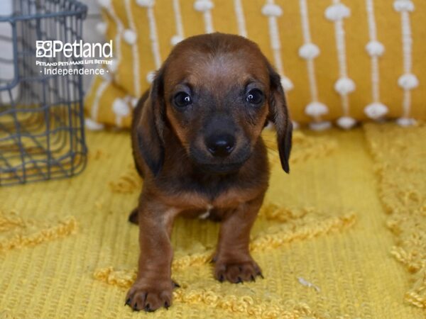 Dachshund-DOG-Male-Red Sable-5145-Petland Lee's Summit, MO