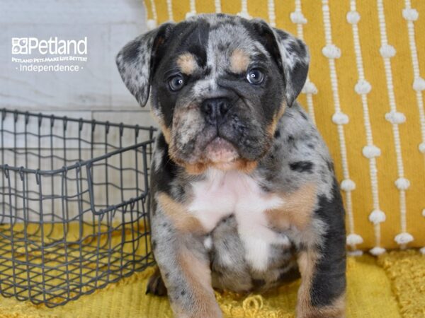 English Bulldog-DOG-Male-Blue Merle-5139-Petland Lee's Summit, MO