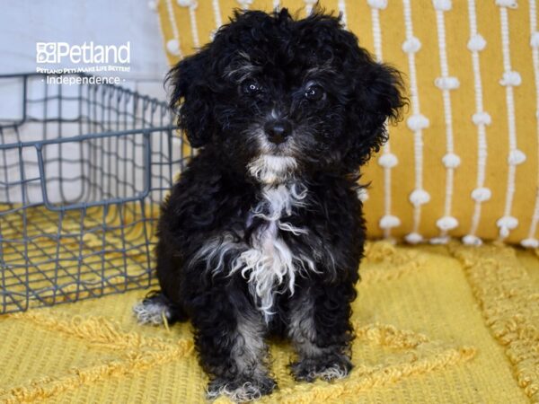 Havapoo-DOG-Female-Black-5142-Petland Lee's Summit, MO