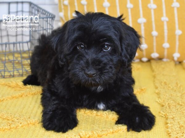 Miniature Whoodle-Dog-Female-Black-5146-Petland Lee's Summit, MO