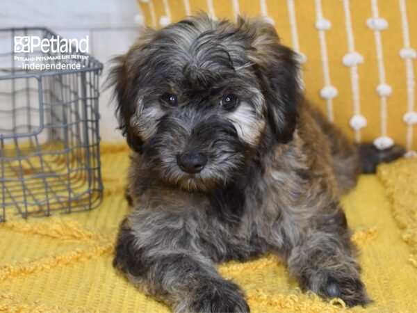 Miniature Whoodle-DOG-Female-Sable-5147-Petland Lee's Summit, MO