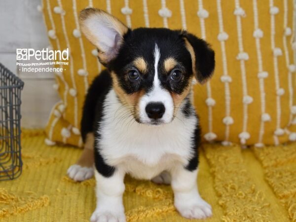 Pembroke Welsh Corgi-Dog-Female-Black Tri-5132-Petland Lee's Summit, MO