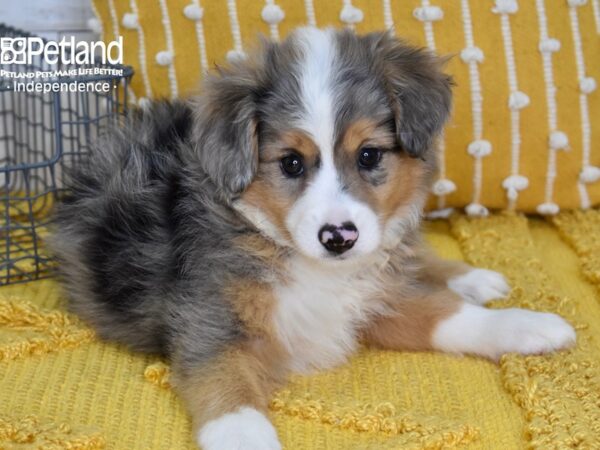 Toy Australian Shepherd-DOG-Female-Blue Merle-5133-Petland Lee's Summit, MO