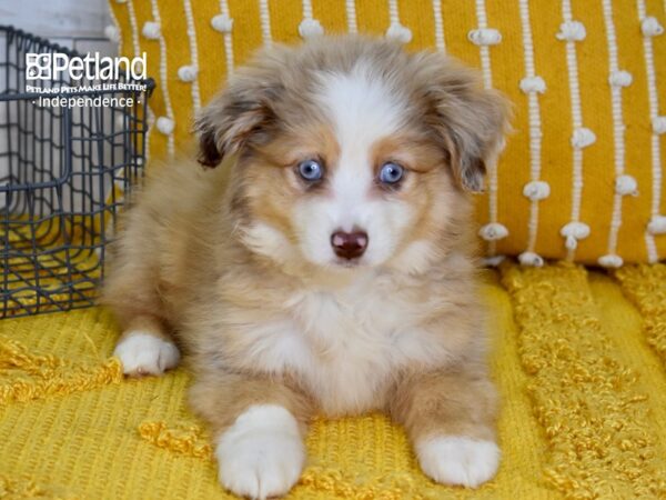 Toy Australian Shepherd-DOG-Female-Red Merle-5134-Petland Lee's Summit, MO