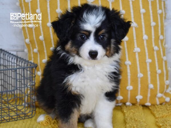 Toy Australian Shepherd-DOG-Male-Black Tri-5135-Petland Lee's Summit, MO