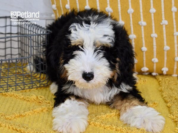 Miniature Bernadoodle-DOG-Male-Black, Tan, & White-5140-Petland Lee's Summit, MO