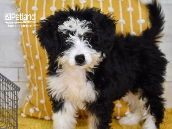 Miniature Bernadoodle-Dog-Female-Black, Tan, & White-5141-Petland Lee's Summit, MO