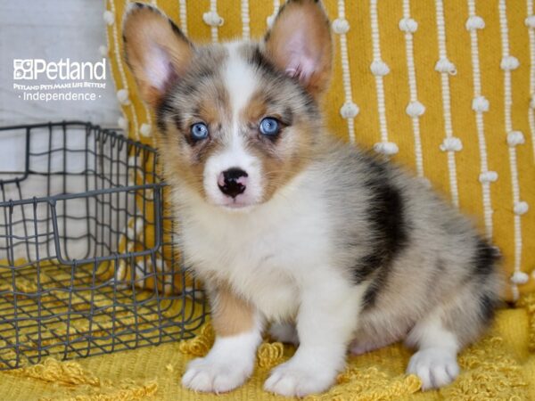 Corgi Pom-DOG-Male-Merle & White-5156-Petland Lee's Summit, MO