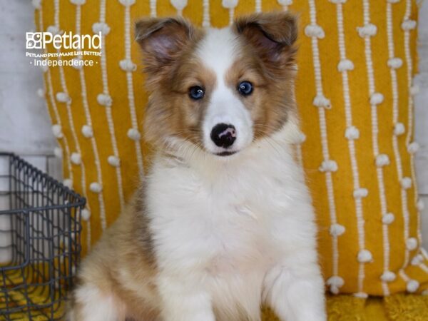 Shetland Sheepdog-DOG-Female-Sable Merle and White-5153-Petland Lee's Summit, MO