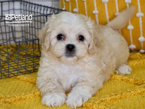Shih Poo-DOG-Male-Apricot-5160-Petland Lee's Summit, MO