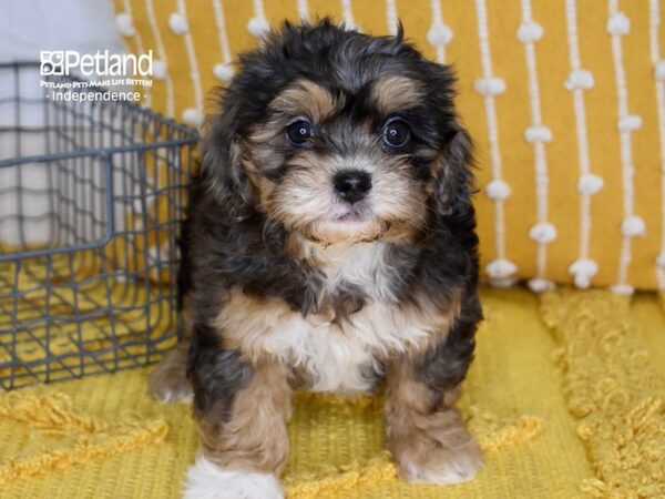 Shih Poo-DOG-Female-Blue Merle & White-5162-Petland Lee's Summit, MO