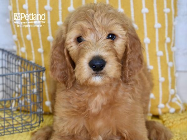 Goldendoodle-DOG-Male-Red-5154-Petland Lee's Summit, MO