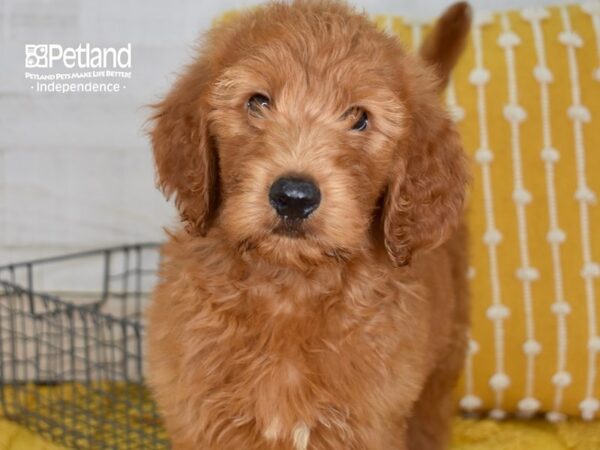 Goldendoodle-DOG-Male-Red-5155-Petland Lee's Summit, MO