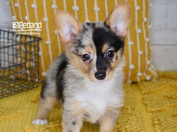 Corgi Pom-DOG-Female-Merle & White-5158-Petland Lee's Summit, MO