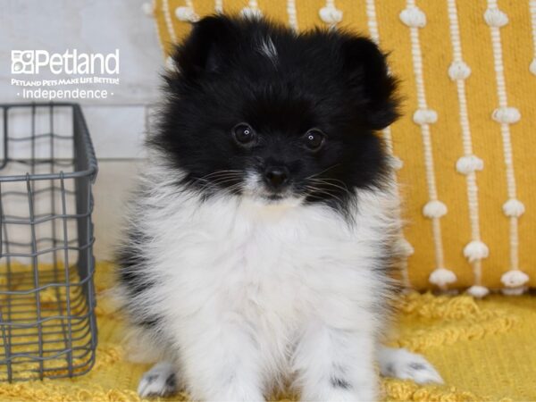 Pomeranian-DOG-Female-Black & White-5165-Petland Lee's Summit, MO