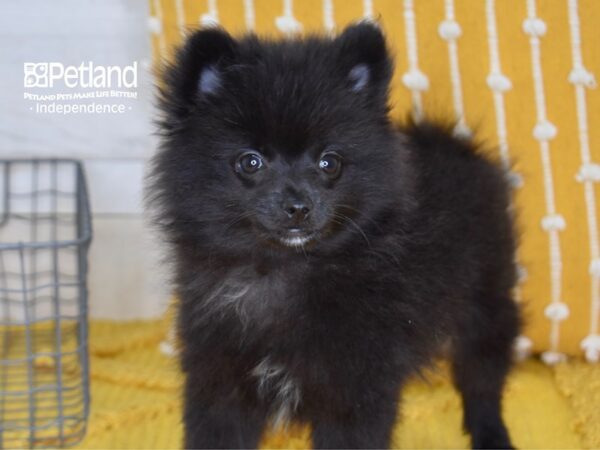 Pomeranian-Dog-Male-Black-5166-Petland Lee's Summit, MO