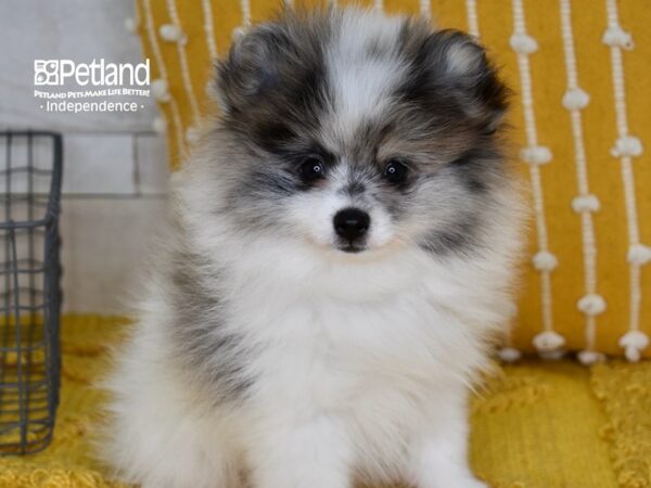 Pomeranian-Dog-Male-Merle Parti-5164-Petland Lee's Summit, MO