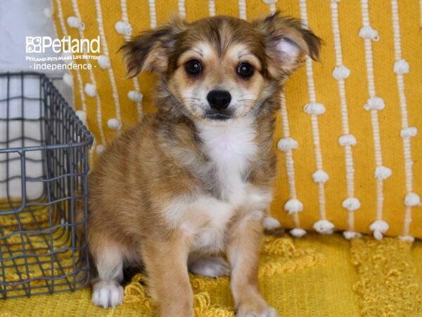 Chihuahua-DOG-Male-Sable, Long haired-5181-Petland Lee's Summit, MO