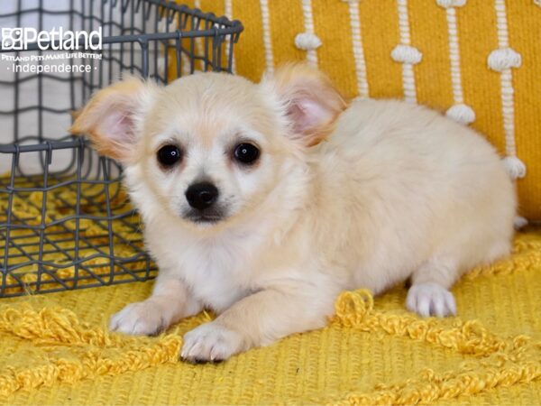 Chihuahua-DOG-Female-Cream, Long haired-5182-Petland Lee's Summit, MO