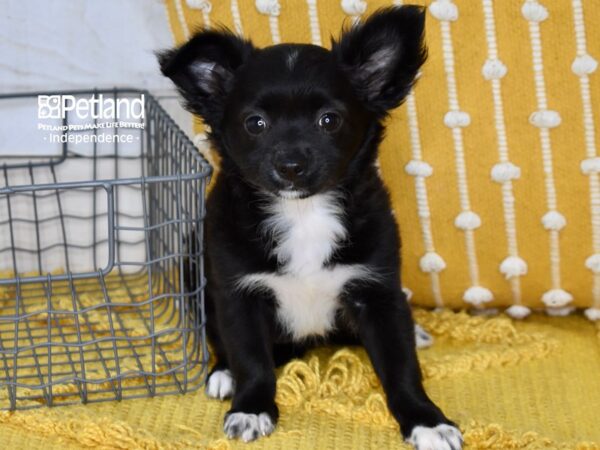Chihuahua-DOG-Female-Black & White, Long haired-5183-Petland Lee's Summit, MO